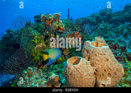 Northern Bahamas, dei Caraibi Foto Stock