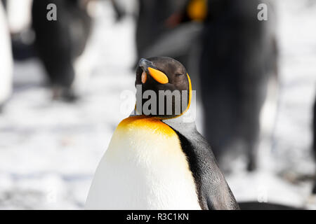 Close-up di un pinguino reale in Salisbury Plain sulla Georgia del Sud in Antartide Foto Stock