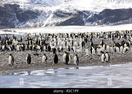 Una colonia di pinguini re su Salisbury Plain sulla Georgia del Sud in Antartide Foto Stock