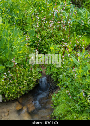 Canada, British Columbia, East Kootenay Mountains. Redstem Sassifraga alpina e brook. Foto Stock