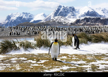 Due re pinguini sono in primo piano nella parte anteriore del loro colonia sulla Piana di Salisbury sulla Georgia del Sud in Antartide Foto Stock