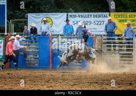 Bull concorso di equitazione, Philomath Frolic & Rodeo, Oregon, Stati Uniti d'America Foto Stock