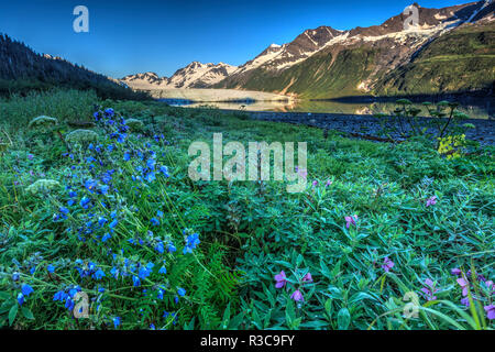 Estate fiori selvaggi e di lupino, Sunrise, Harriman Fjord, Chugach Mountains, Chugach National Forest, Prince William Sound, Alaska Foto Stock