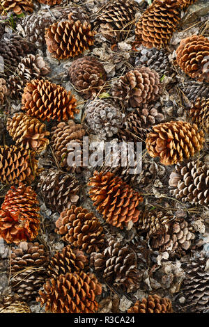 Pigne nelle quali a terra dalle antiche bristlecone pine tree, White Mountains, California. Pinus longaeva, Parco nazionale Great Basin Foto Stock