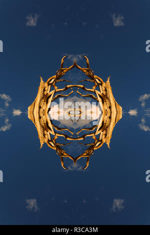 Specchiata e ribaltato la antica bristlecone pine tree al tramonto, White Mountains, Inyo County, California. Pinus longaeva, Parco nazionale Great Basin Foto Stock