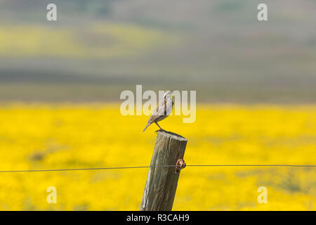 In California. Un Western Meadowlark, Sturnella neglecta, canta la sua canzone sulla cima di un fencepost nelle pianure Carrizon. Foto Stock