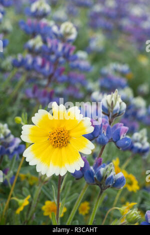 In California. Ordinate la punta del fiore (Layia platyglossa) spicca in un gruppo di lupino Sky (Lupinus nanus) in un prato in Sierra Foothills. Foto Stock