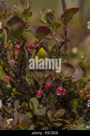 Il mirtillo settentrionale, nella sua forma artico, Vaccinium uliginosum subsp. microphyllum, in fiore. Arctic Svezia. Foto Stock