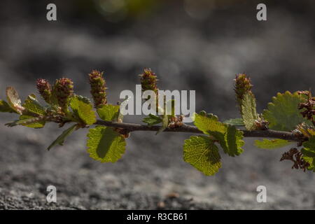Nana, betulla Betula nana, con ramoscelli, nella tundra. Foto Stock