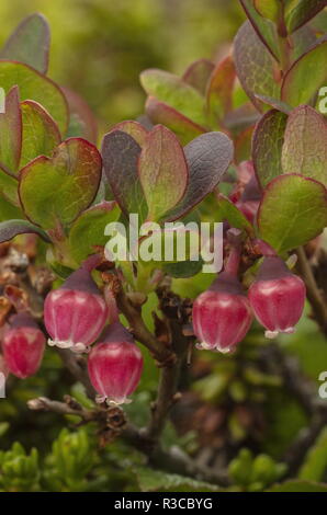 Il mirtillo settentrionale, nella sua forma artico, Vaccinium uliginosum subsp. microphyllum, in fiore. Arctic Svezia. Foto Stock