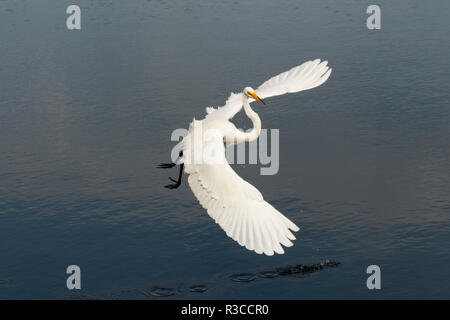 Airone bianco maggiore battenti, Venezia, Florida, Ardea alba Foto Stock