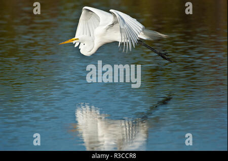 Stati Uniti d'America, Florida, Venezia Audubon Rookery, Airone bianco maggiore, volare e riflessa Foto Stock