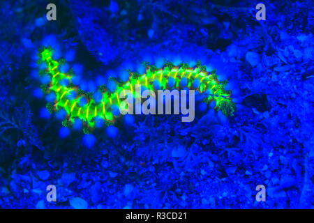 Barbuto Fireworm (Hermodice carunculata), subacquea di fluorescenza, airone cenerino ponte navigabile Intercoastal, West Palm Beach, Florida, Stati Uniti d'America Foto Stock