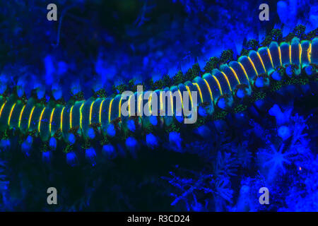 Barbuto Fireworm (Hermodice carunculata), subacquea di fluorescenza, airone cenerino ponte navigabile Intercoastal, West Palm Beach, Florida, Stati Uniti d'America Foto Stock