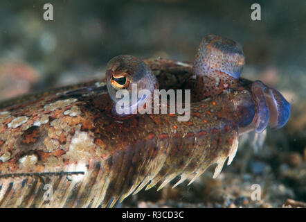 Peacock Passera pianuzza (Bothus lunatus) intercostali Florida Foto Stock