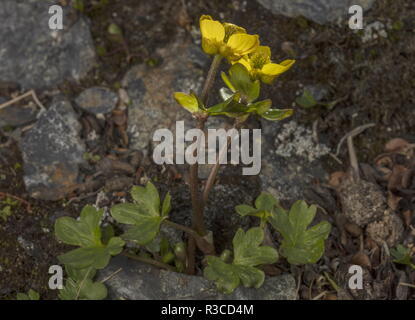 Ranuncolo neve, Ranunculus nivalis, fioritura come la neve si scioglie nella tundra artica. La Svezia. Foto Stock