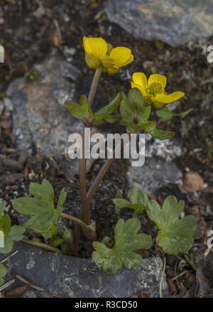 Ranuncolo neve, Ranunculus nivalis, fioritura come la neve si scioglie nella tundra artica. La Svezia. Foto Stock