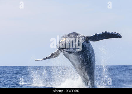 Le Balene con la gobba (Megaptera novaeangliae), vicino a Kona, Big Island delle Hawaii, Foto Stock