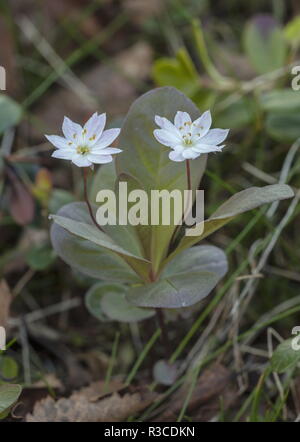 Chickweed-wintergreen, Trientalis europaea, in fiore nel bosco aperto. Foto Stock