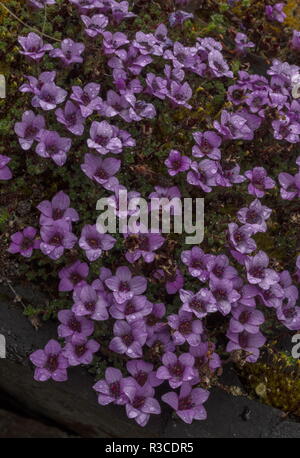 Sassifraga viola, Saxifraga oppositifolia in fiore sulla roccia umida, Abisko, arctic Svezia. Foto Stock