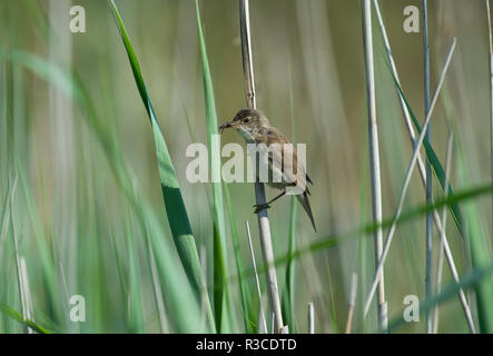 Reed trillo, Frampton Marsh, Lincolnshire Foto Stock