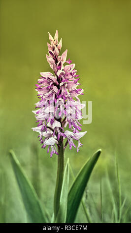 Orchidea militare Orchis militaris ii Foto Stock