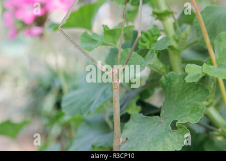 Stick fasmidi camuffamento di insetto con piante Foto Stock