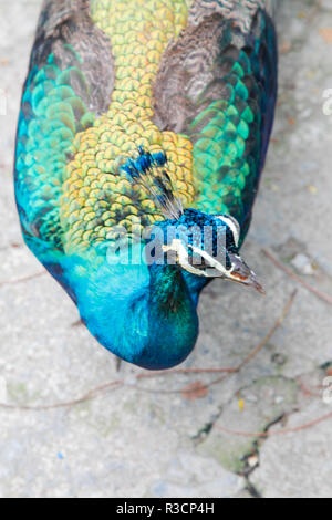 Top colpo alla testa di un pavone Foto Stock