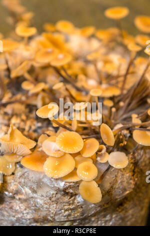 Funghi, Museo dei funghi, Saumur, Valle della Loira, Francia Foto Stock