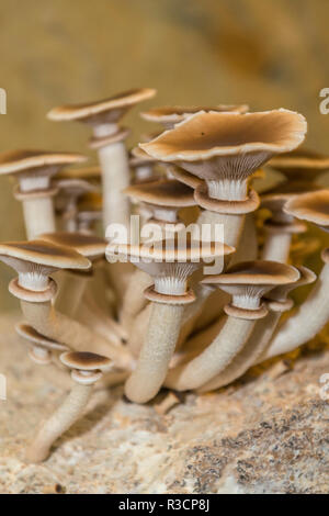 Funghi, Museo dei funghi, Saumur, Valle della Loira, Francia Foto Stock