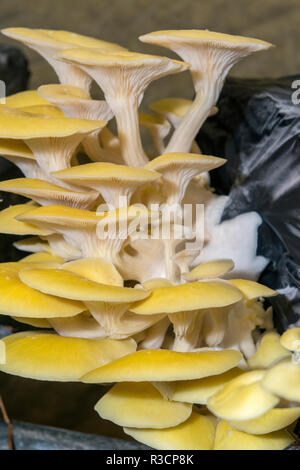 Funghi, Museo dei funghi, Saumur, Valle della Loira, Francia Foto Stock