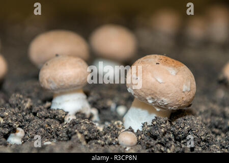 Funghi, Museo dei funghi, Saumur, Valle della Loira, Francia Foto Stock