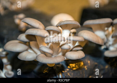 Funghi, Museo dei funghi, Saumur, Valle della Loira, Francia Foto Stock