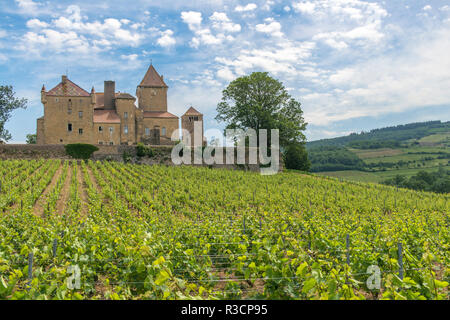 Vigneto, Chateau de, Pierreclos Pierreclos, Maconnaise, Borgogna, Francia Foto Stock