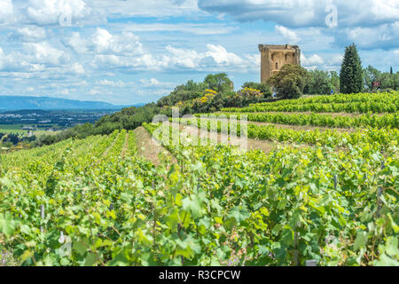 Vigneto, la Valle del Rodano e le rovine del castello, Chateauneuf du Pape, Francia, Europa Foto Stock