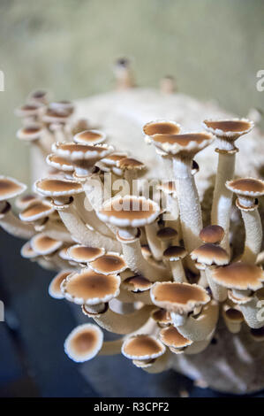 Funghi, Museo dei funghi, Saumur, Valle della Loira, Francia Foto Stock