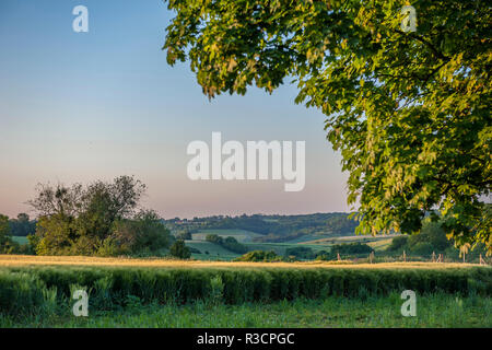New Scenic 5 posti del raccolto di orzo, Vexin Regione, Normandia, Francia Foto Stock