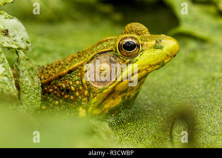 American bullfrog, Lithobates catesbeianus, in brasiliano Watermeal, Wolffia brasiliensis, Oldham County, Kentucky Foto Stock