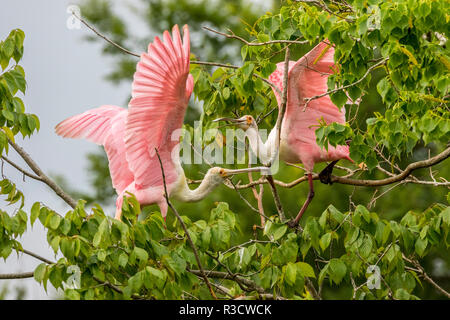 Stati Uniti d'America, Louisiana, Jefferson isola. Roseate spatole combattimenti. Foto Stock