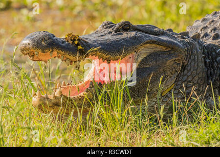 Stati Uniti d'America, Louisiana, Atchafalaya patrimonio nazionale di zona. Ensoleillement coccodrillo in erba. Foto Stock