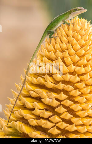 Stati Uniti d'America, Louisiana, Atchafalaya patrimonio nazionale di zona. Anole verde sulla pianta. Foto Stock