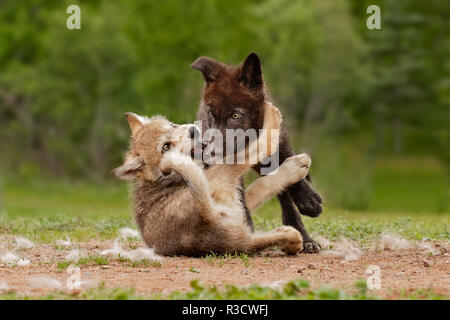 Lupo grigio cuccioli wrestling, Canis lupus lycaon Foto Stock