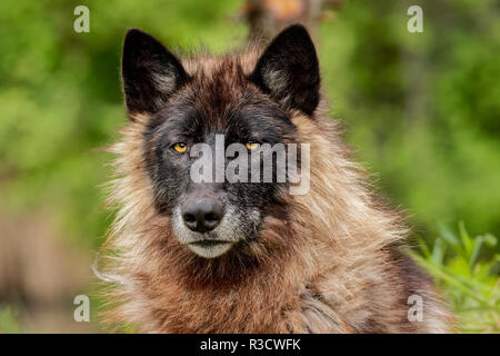 Close-up di maschi adulti lupo grigio, Canis lupus lycaon, Minnesota Foto Stock