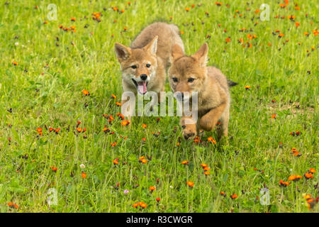 Stati Uniti d'America, Minnesota, Minnesota Wildlife connessione. Captive coyote cuccioli in esecuzione in hawkweed. Foto Stock