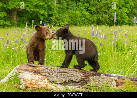 Stati Uniti d'America, Minnesota, Minnesota Wildlife connessione. Captive black bear cubs sul log. Foto Stock