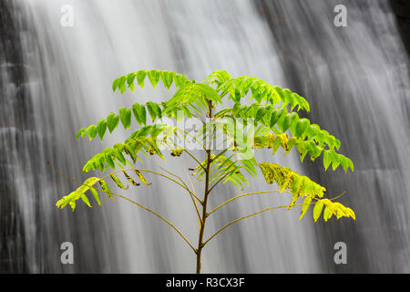 Piccolo albero di fronte alla ricerca di vetro cade, Pisgah National Forest, Carolina del Nord Foto Stock