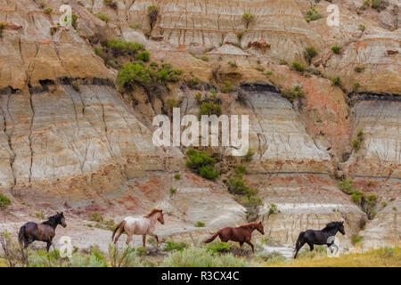 Cavalli selvaggi nel Parco nazionale Theodore Roosevelt, il Dakota del Nord, STATI UNITI D'AMERICA Foto Stock