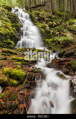 Ramo di bianco cade, Oregon Cascades, Oregon Foto Stock