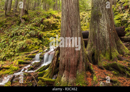 Ramo di bianco cade, Oregon Cascades, Oregon Foto Stock