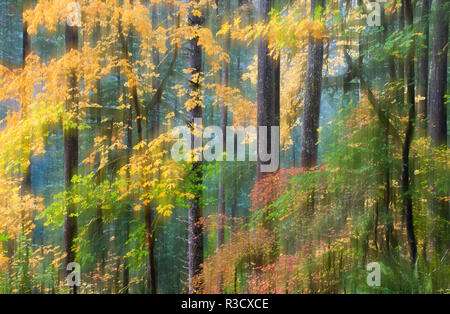 Vine Maple e grandi foglie di acero in autunno colori Silver Falls State Park, Oregon Foto Stock